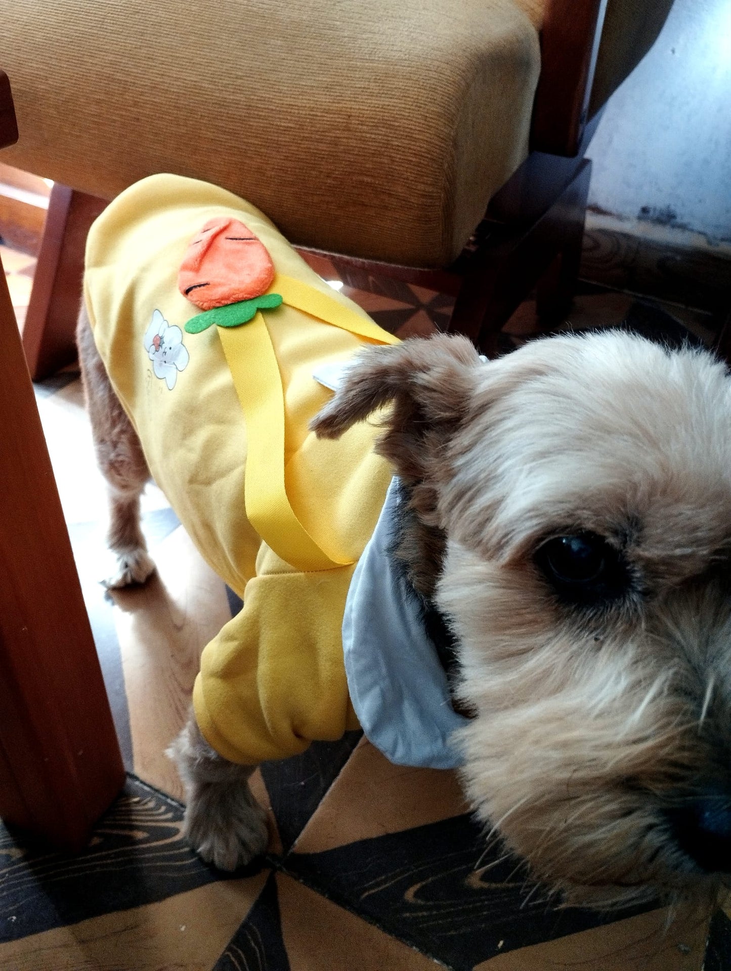 Ropa para mascotas con estampados bonitos