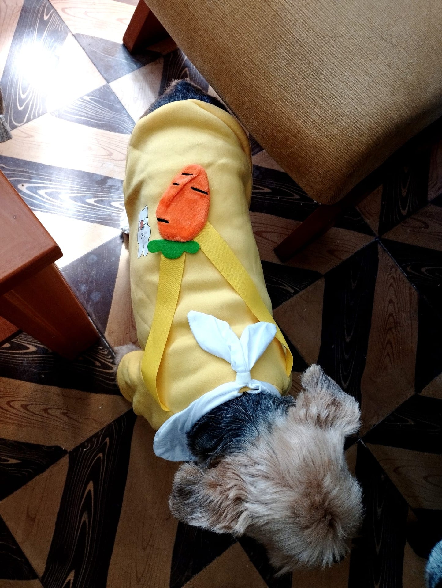 Ropa para mascotas con estampados bonitos