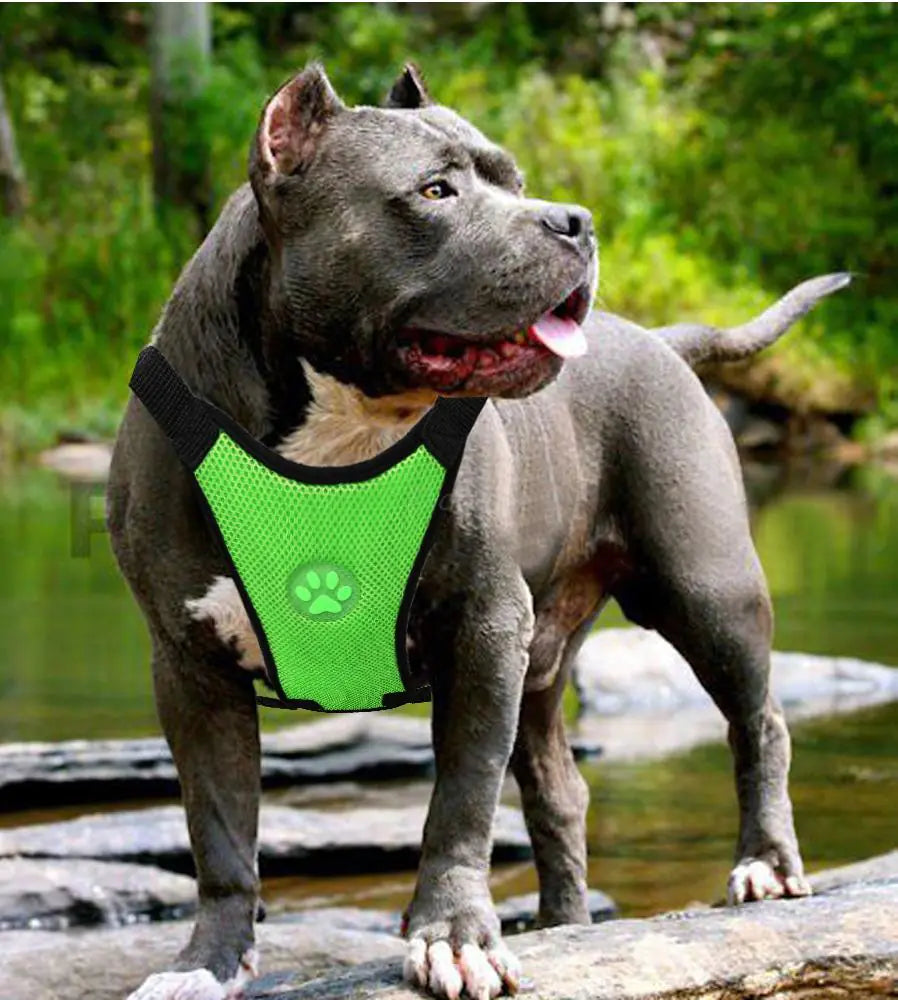 Arnés para Perros de Malla Transpirable