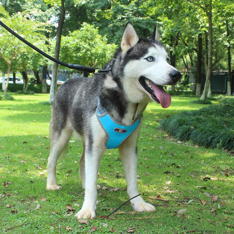 Arnés para Perros  en Forma de T Transpirable y Ajustable