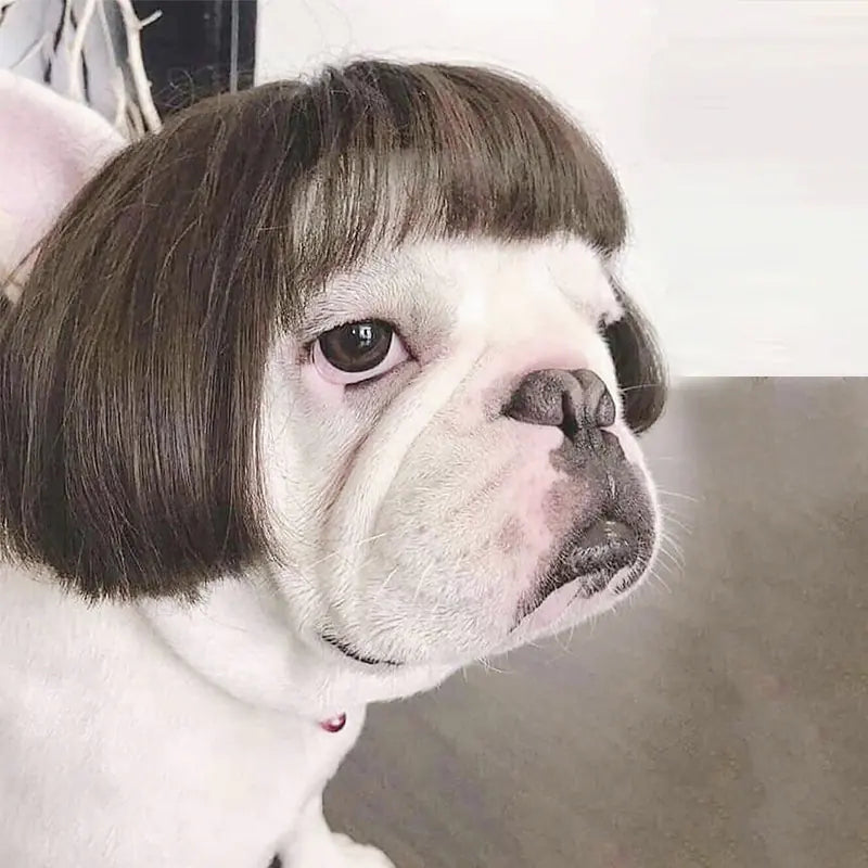 Halloween wigs for dogs and cats