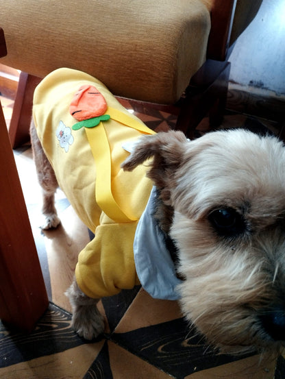 Ropa para mascotas con estampados bonitos