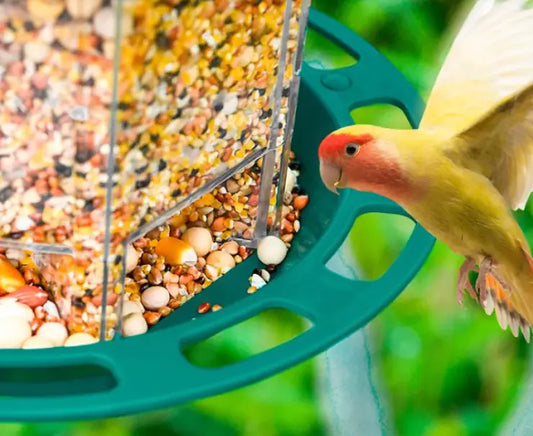 Automatic bird feeder ideal for outdoors