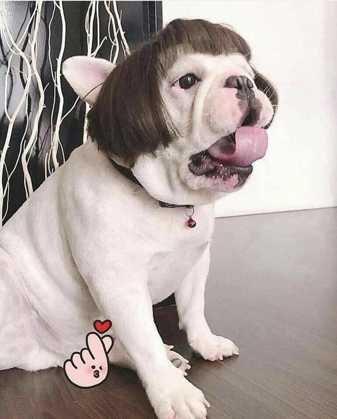 Halloween wigs for dogs and cats