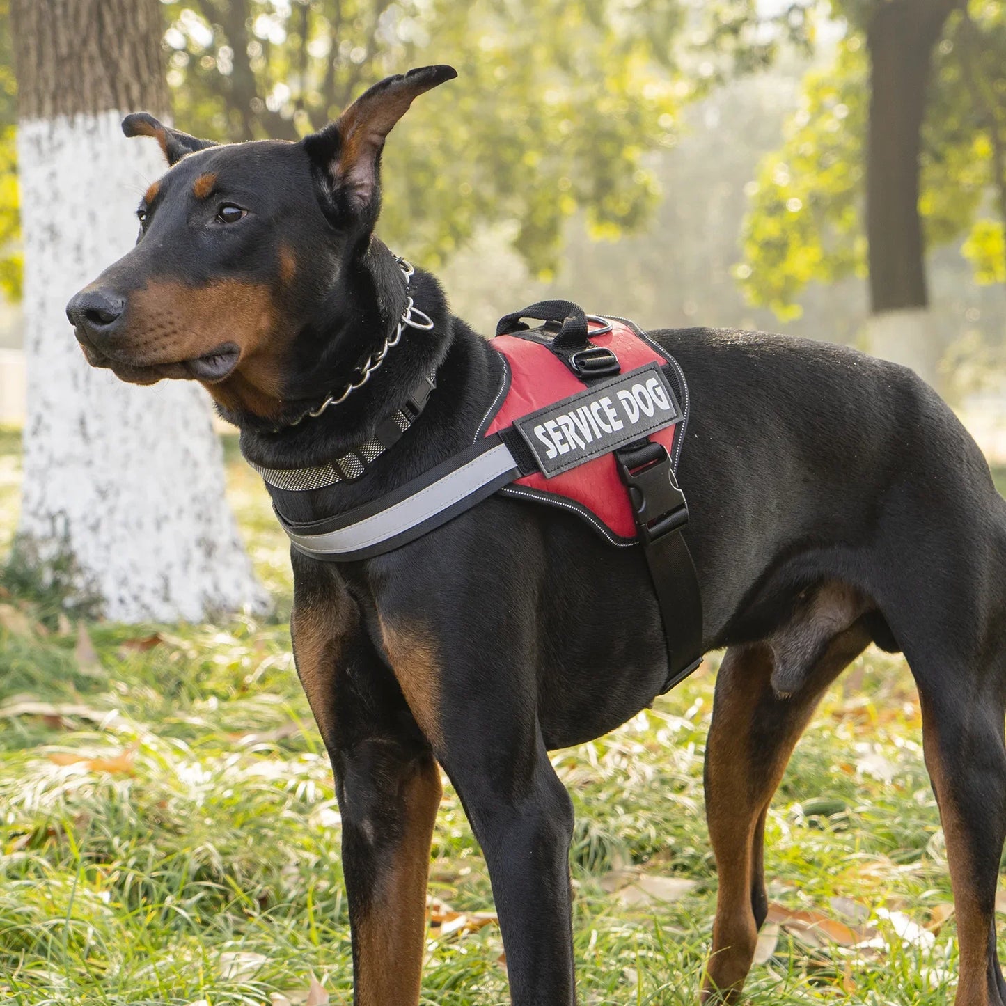 Adjustable harness for large dogs