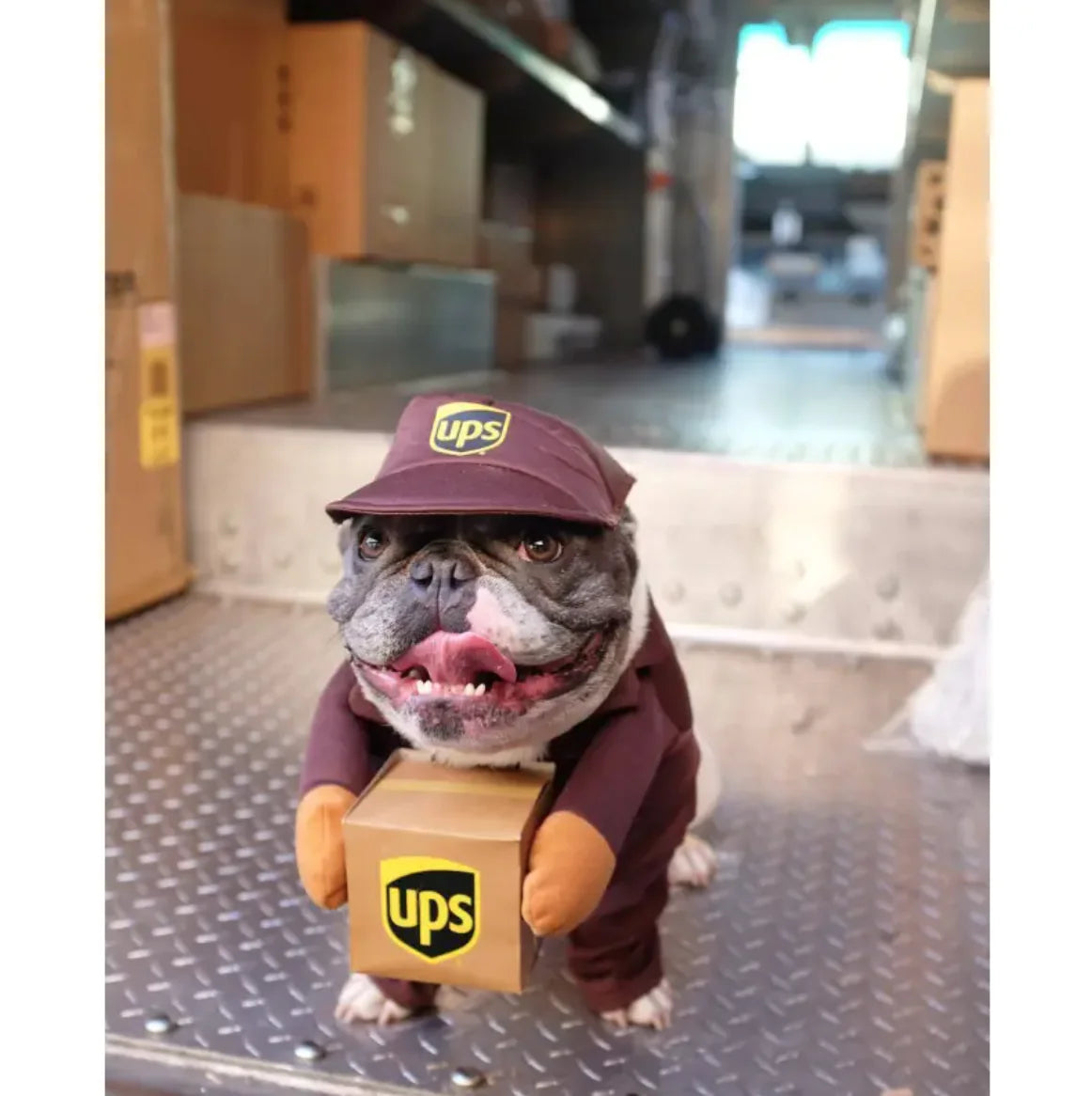 Delivery Man Pet Costume