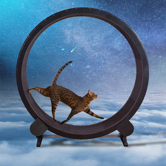 Exercise wheel toy for active cats