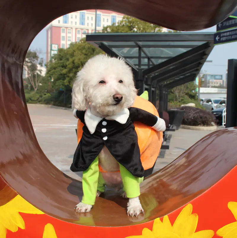 Pumpkin Pet Costume