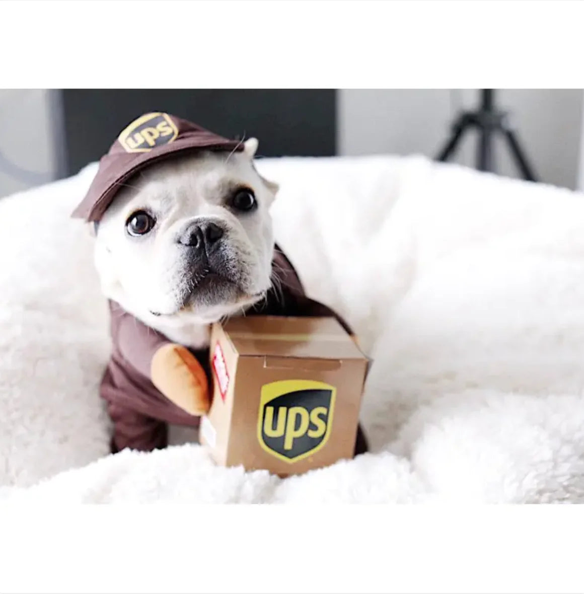 Delivery Man Pet Costume