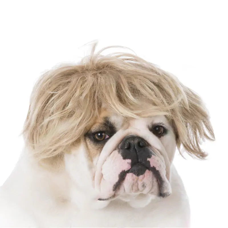 Halloween wigs for dogs and cats
