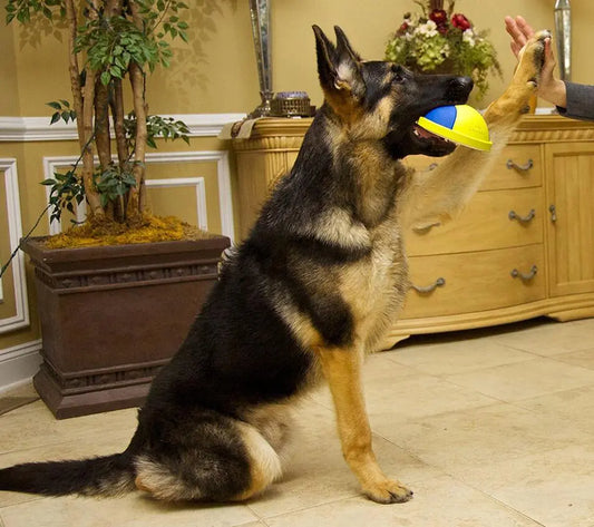 Dog Chew and Toss Toy