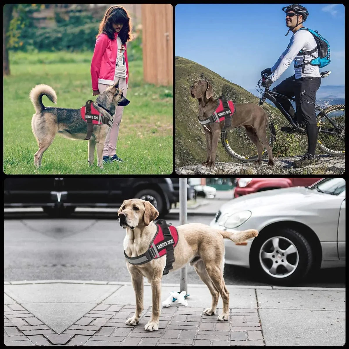 Adjustable harness for large dogs